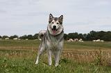 ALASKAN MALAMUTE 678